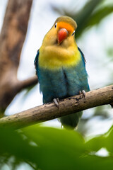 Fischer's lovebird (Agapornis fischeri) is a small parrot species of the genus Agapornis