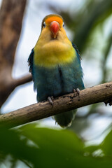 Fischer's lovebird (Agapornis fischeri) is a small parrot species of the genus Agapornis