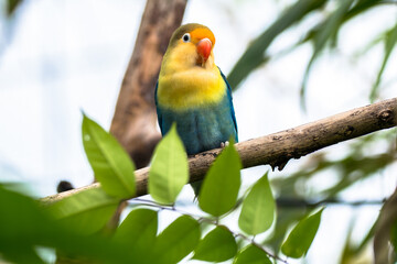 Fischer's lovebird (Agapornis fischeri) is a small parrot species of the genus Agapornis
