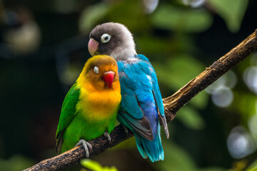 Fischer's lovebird (Agapornis fischeri) is a small parrot species of the genus Agapornis