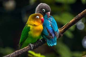 Fischer's lovebird (Agapornis fischeri) is a small parrot species of the genus Agapornis
