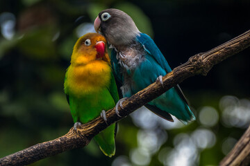 Fischer's lovebird (Agapornis fischeri) is a small parrot species of the genus Agapornis