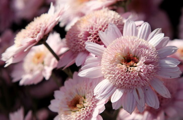 Delicately pink buds of Chrysanthemum vegetum Medea on a blurry background in bright sunlight,...