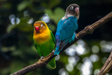 Fischer's lovebird (Agapornis fischeri) is a small parrot species of the genus Agapornis