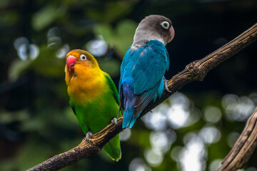 Fischer's lovebird (Agapornis fischeri) is a small parrot species of the genus Agapornis