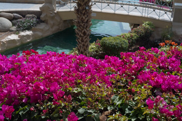 Egyptian garden with palm trees in the hotel. Swimming pool and accommodation in a tropical resort. Buildings, swimming pools and a recreation area near the Red Sea. Egypt