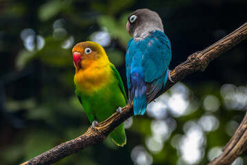 Fischer's lovebird (Agapornis fischeri) is a small parrot species of the genus Agapornis