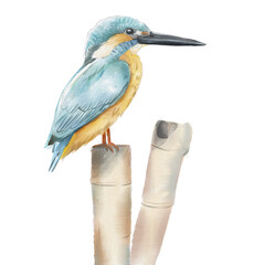 Handpainted watercolor illustration birds isolated on white background kingfisher