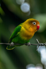 Fischer's lovebird (Agapornis fischeri) is a small parrot species of the genus Agapornis
