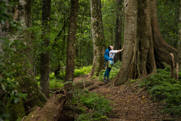A female hiker pauses while looking up a tree on a trail in the Bunya Mountains