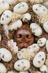 dog nose sticking out of easter wreath, holiday greeting concept