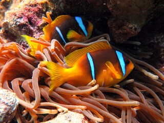 Red Sea colorful Clown fish