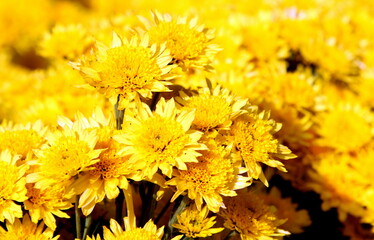 Bouquet of flowers chrysanthemum Carole yellow in bright sunlight, flower business