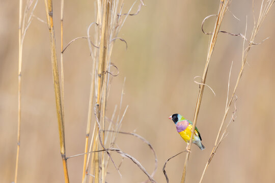 A black-faced male gouldian finch perched on a stem of grass
