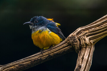 The orange-bellied flowerpecker (Dicaeum trigonostigma)