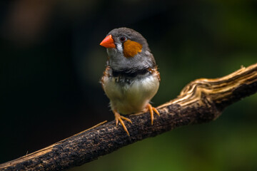 The zebra finches are two species of estrildid finch in the genus Taeniopygia
