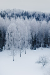 Early morning view of the frozen forest from the tower. In Estonia, near Karula National Park