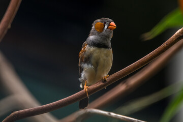 The zebra finches are two species of estrildid finch in the genus Taeniopygia