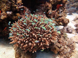 Red Sea fish and coral reef of blue hole Egypt