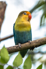 Fototapeta na wymiar Fischer's lovebird (Agapornis fischeri) is a small parrot species of the genus Agapornis