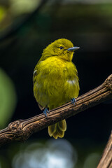 The common iora (Aegithina tiphia) is a small passerine bird