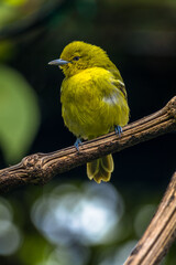 The common iora (Aegithina tiphia) is a small passerine bird