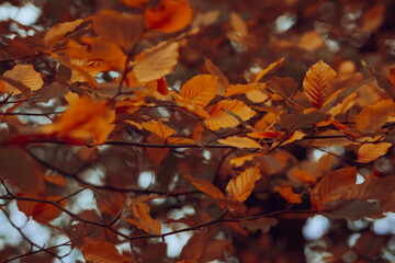 Orange leaves on a tree during autumn
