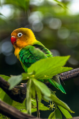 Fischer's lovebird (Agapornis fischeri) is a small parrot species of the genus Agapornis