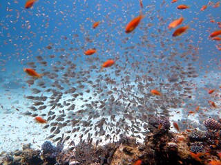 Fototapeta na wymiar Red Sea fish and coral reef of blue hole Egypt