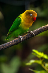 Fischer's lovebird (Agapornis fischeri) is a small parrot species of the genus Agapornis