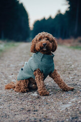 A CockerPoo dog wearing a jumper while sitting patiently in the snow, small puppy dog, ginger dog...