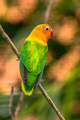 Fischer's lovebird (Agapornis fischeri) is a small parrot species of the genus Agapornis
