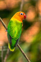 Fischer's lovebird (Agapornis fischeri) is a small parrot species of the genus Agapornis