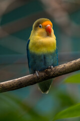 Plakat Fischer's lovebird (Agapornis fischeri) is a small parrot species of the genus Agapornis