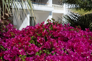 Fototapeta na wymiar Beautiful and colorful bougainvillea flowers. Pink red bush and bougainvillea flowers.