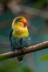 Fischer's lovebird (Agapornis fischeri) is a small parrot species of the genus Agapornis