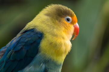Fischer's lovebird (Agapornis fischeri) is a small parrot species of the genus Agapornis