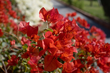Beautiful and colorful bougainvillea flowers. Pink red bush and bougainvillea flowers.