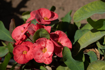 Beautiful and colorful bougainvillea flowers. Pink red bush and bougainvillea flowers.