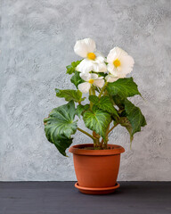 Gorgeous white tuberous begonia blooming in a pot. Floriculture, hobby, houseplants.