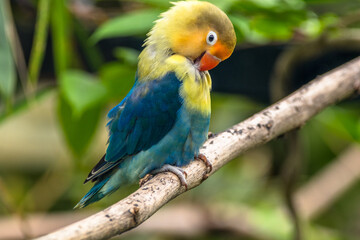 Fischer's lovebird (Agapornis fischeri) is a small parrot species of the genus Agapornis