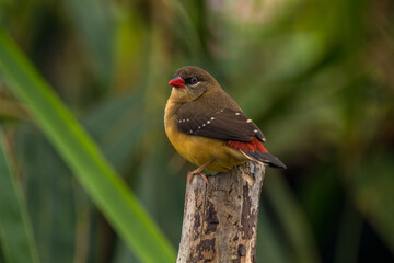 The red avadavat (Amandava amandava), red munia or strawberry finch
