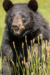 The American black bear, also known as the black bear , is a medium-sized bear endemic to North America.