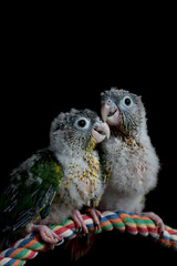 Baby conure portrait head shot closeup in studio shots Singapore
