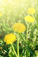 Yellow dandelion flowers in the morning sun on a summer day.