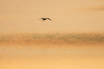 Birds in flight. A silhouettes of cranes in flight. Flock of cranes flies at sunset. Foggy morning, Sunrise sky background. Common Crane, Grus grus or Grus Communis, with moon background 