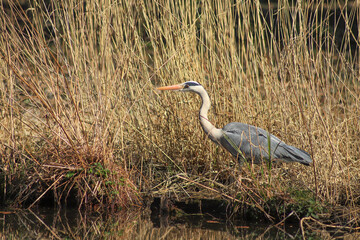 A grey heron on a idyllic lake with reed