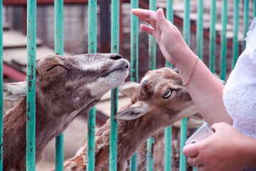 Goats in a zoo in a cage. The woman feeds the pets.