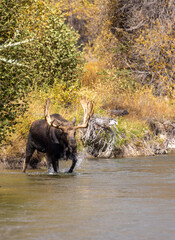 Obraz na płótnie Canvas Bull Moose in a River During the Rut in Wyoming in Autumn