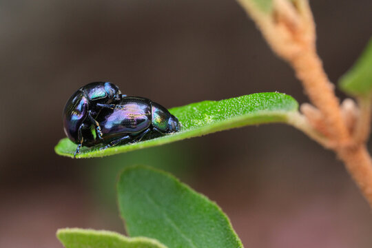 Mating Beetles